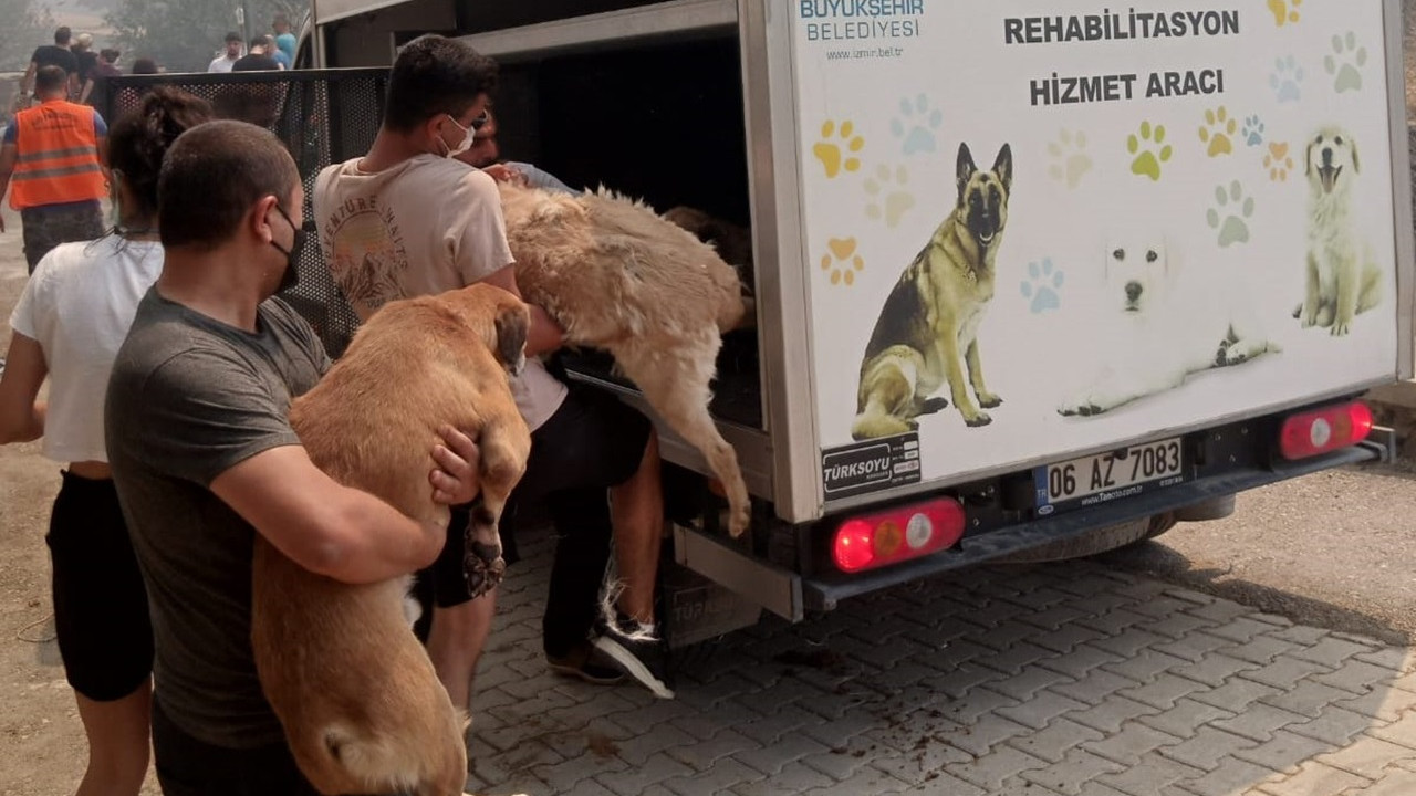 Karşıyaka'da yangın devam ediyor: Barınaktaki 600 hayvan vatandaşlar tarafından tahliye edildi