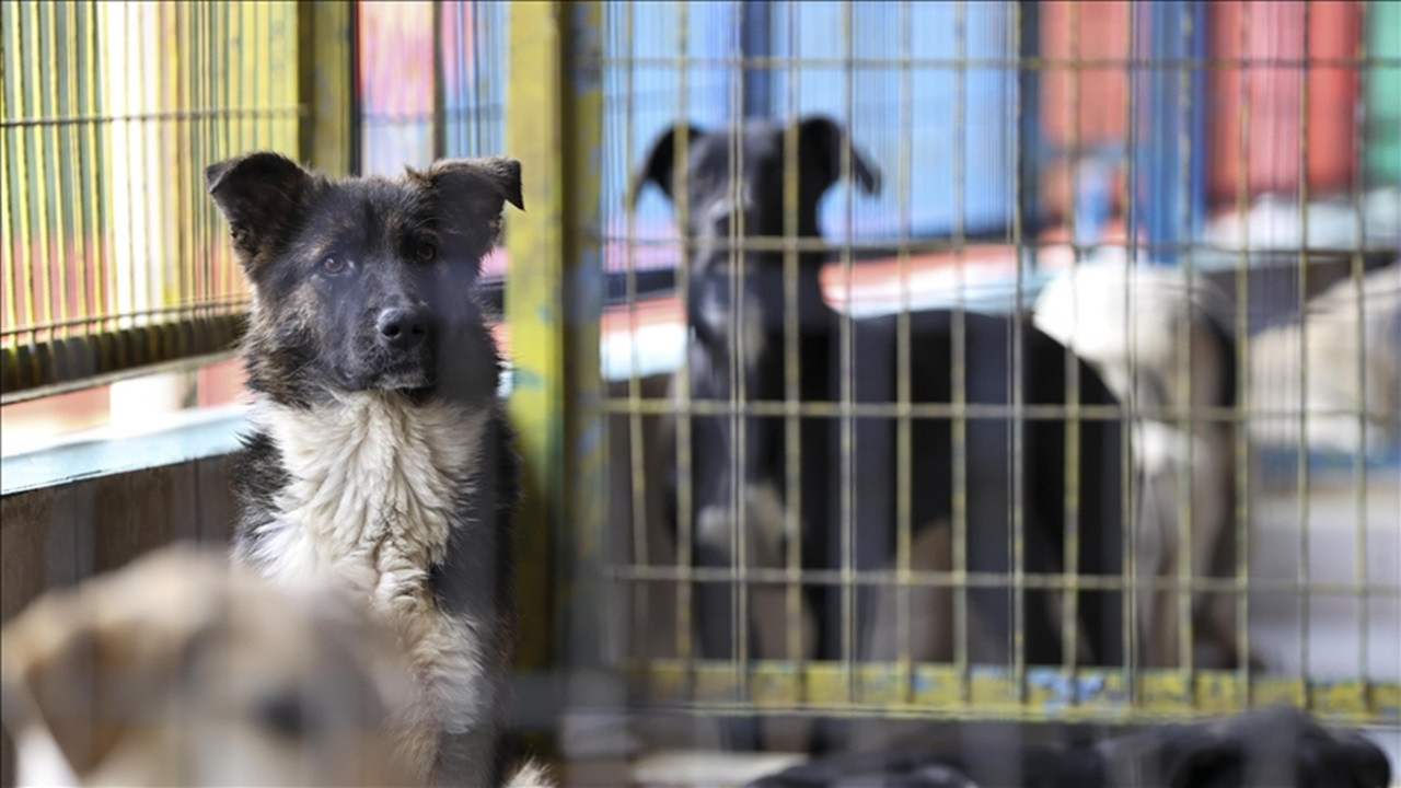 Reuters yazdı: Sokak köpekleri yeni yasanın ardından yurt dışında yuva buluyor