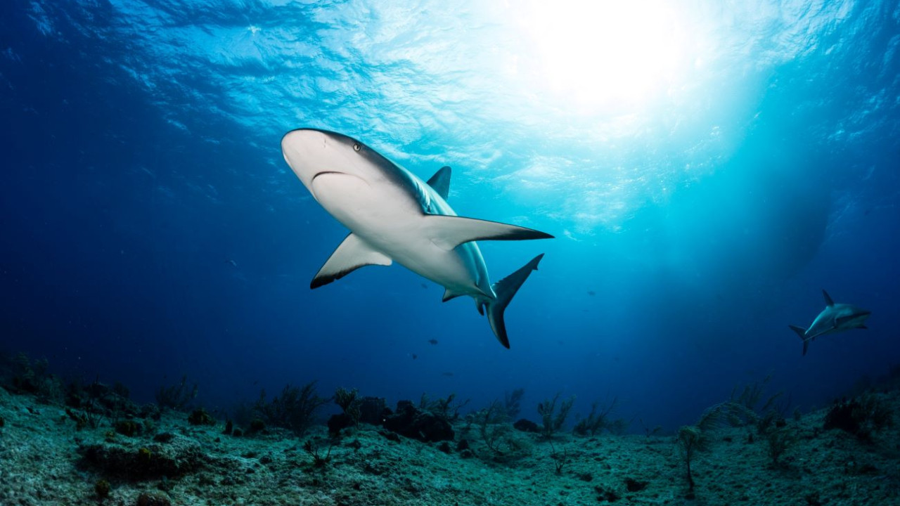 The Guardian yeni araştırmayı yazdı: Okyanus sıcaklıkları arttıkça köpek balıkları göçüyor