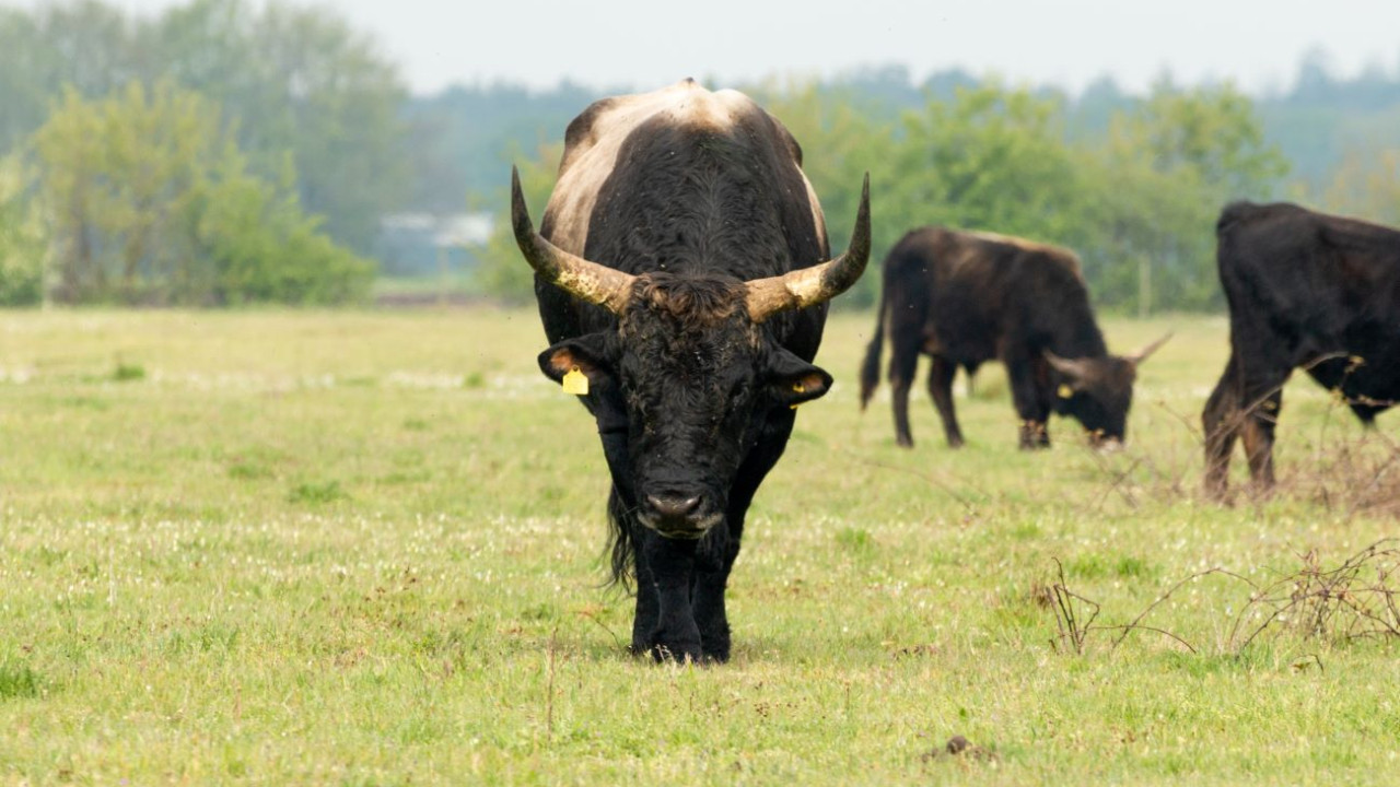 İskoçya yaban öküzlerini doğaya salıyor: 400 yıl önce yok olan ekolojik boşluğu dolduracaklar