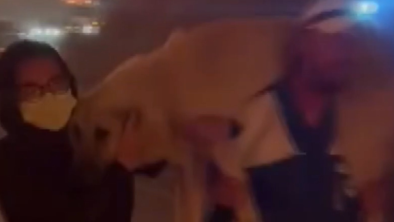 Bursa Gürsu'daki barınakta 200’ü aşkın hayvan yangından kurtarıldı