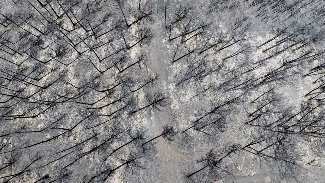 Bursa Büyükşehir Belediye Başkanı Bozbey: İki yangında yaklaşık 3 milyon ağacı kaybettik