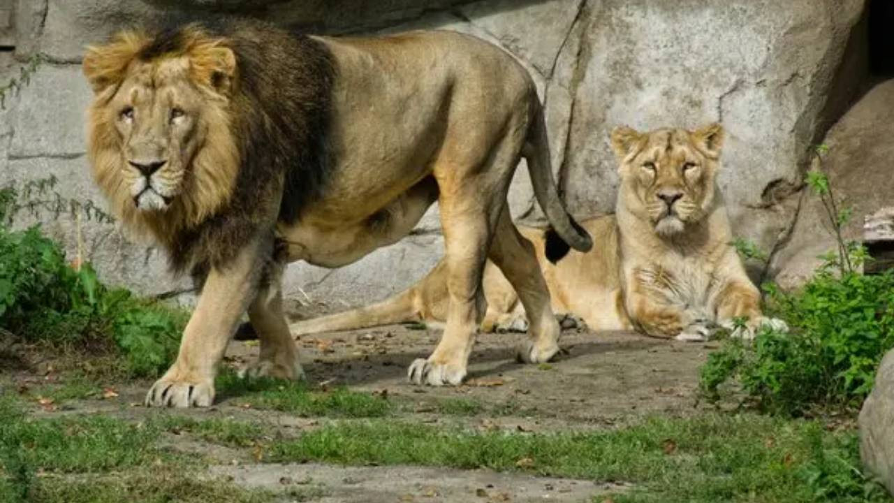 Yırtıcılara yem olsun diye evcil hayvan bağışı başladı: Bakmak istemiyorsanız bize getirin