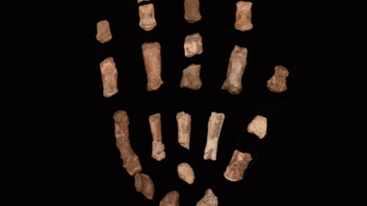 CNN International: 1.5 milyon yıllık 'el' bulundu