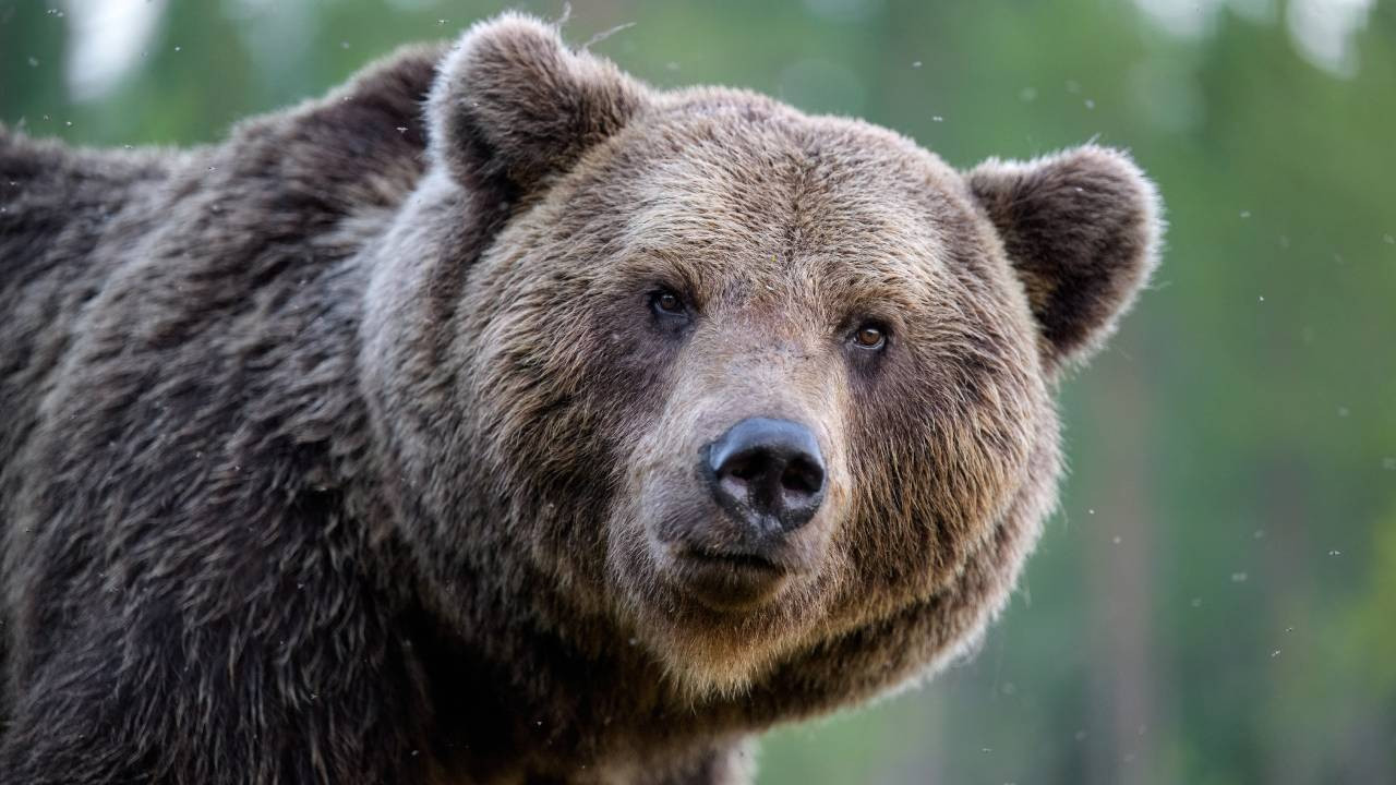 Japonya ayıları öldürmek için avcı arıyor