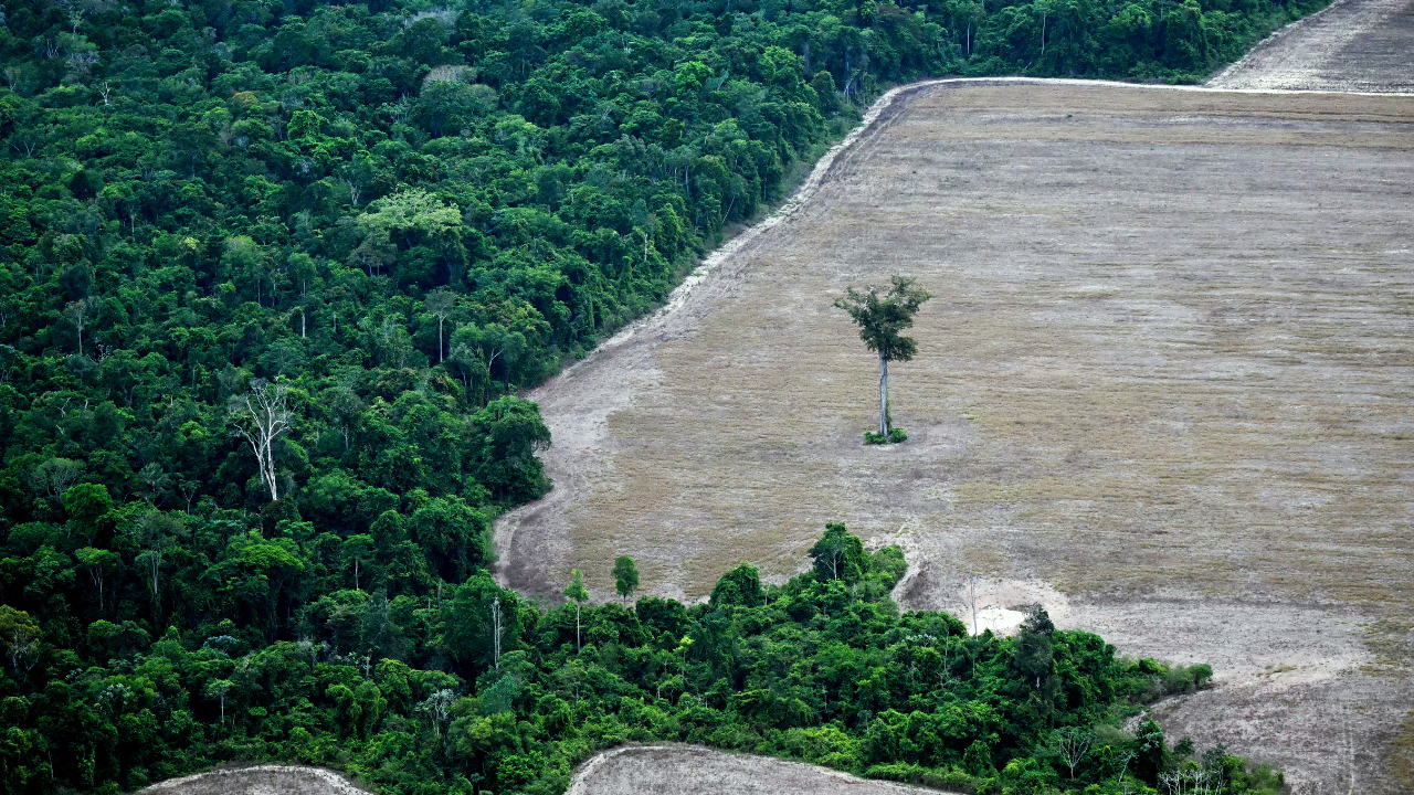 Almanya'dan yağmur ormanlarına 1 milyar euroluk bağış