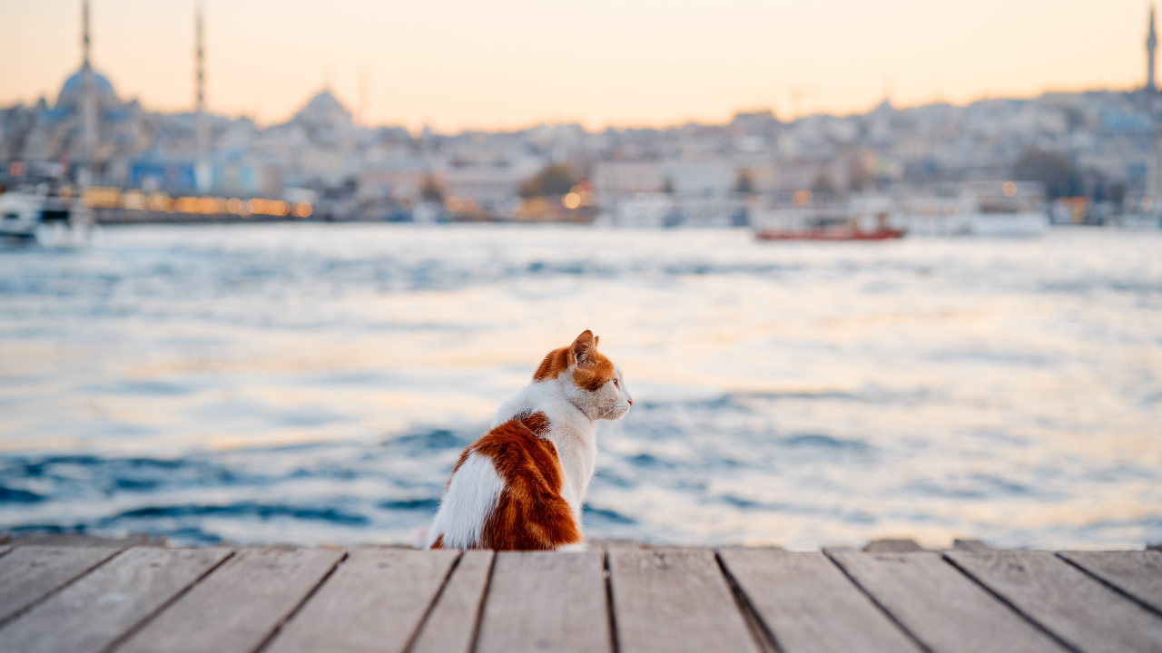 Valilikten belediyelere 'sokak hayvanları' yazısı: Kontrolsüz beslemeye müsaade edilmesin