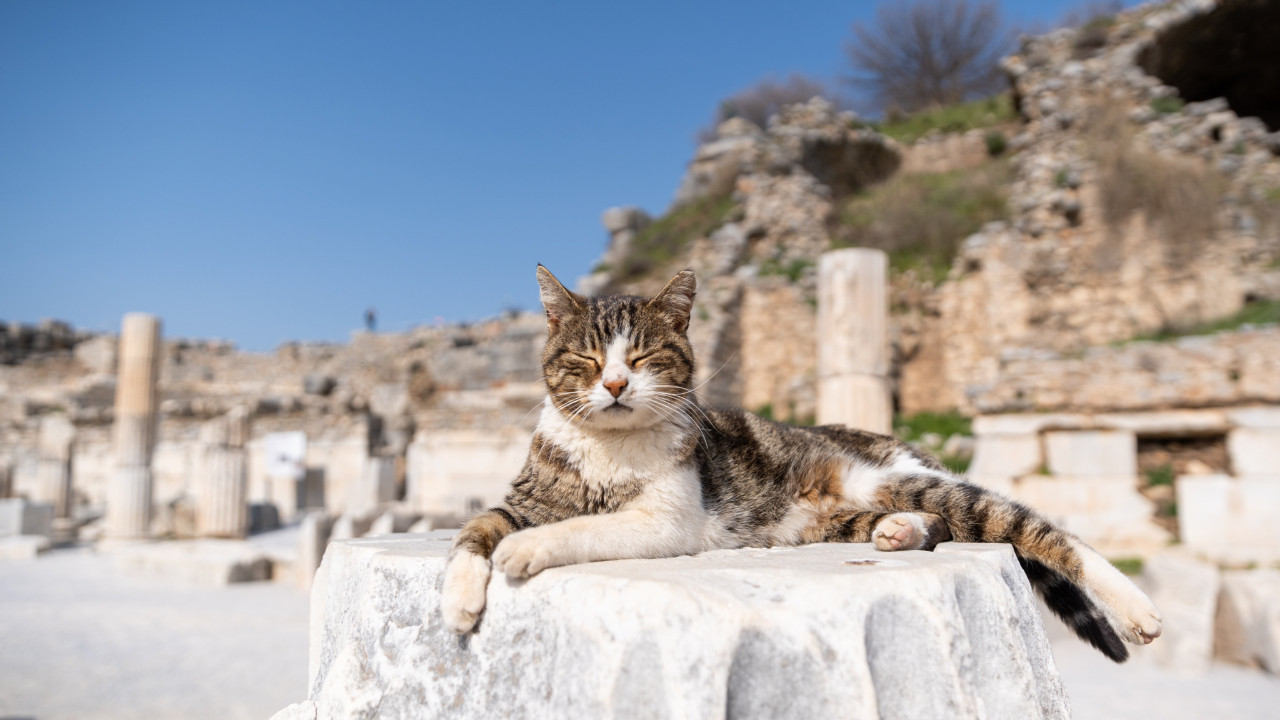 Gizemi Avrupa ve Türkiye’den 70 kalıntı çözdü: Evcil kedileri Avrupa'ya Romalılar götürmüş
