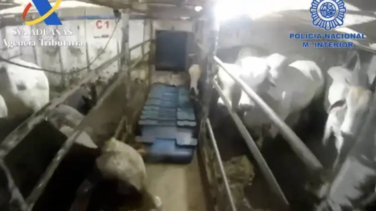 Uyuşturucu, Avrupa'ya nasıl getiriliyor? Hastalıklı ineklerle yapılan sevkiyatlar