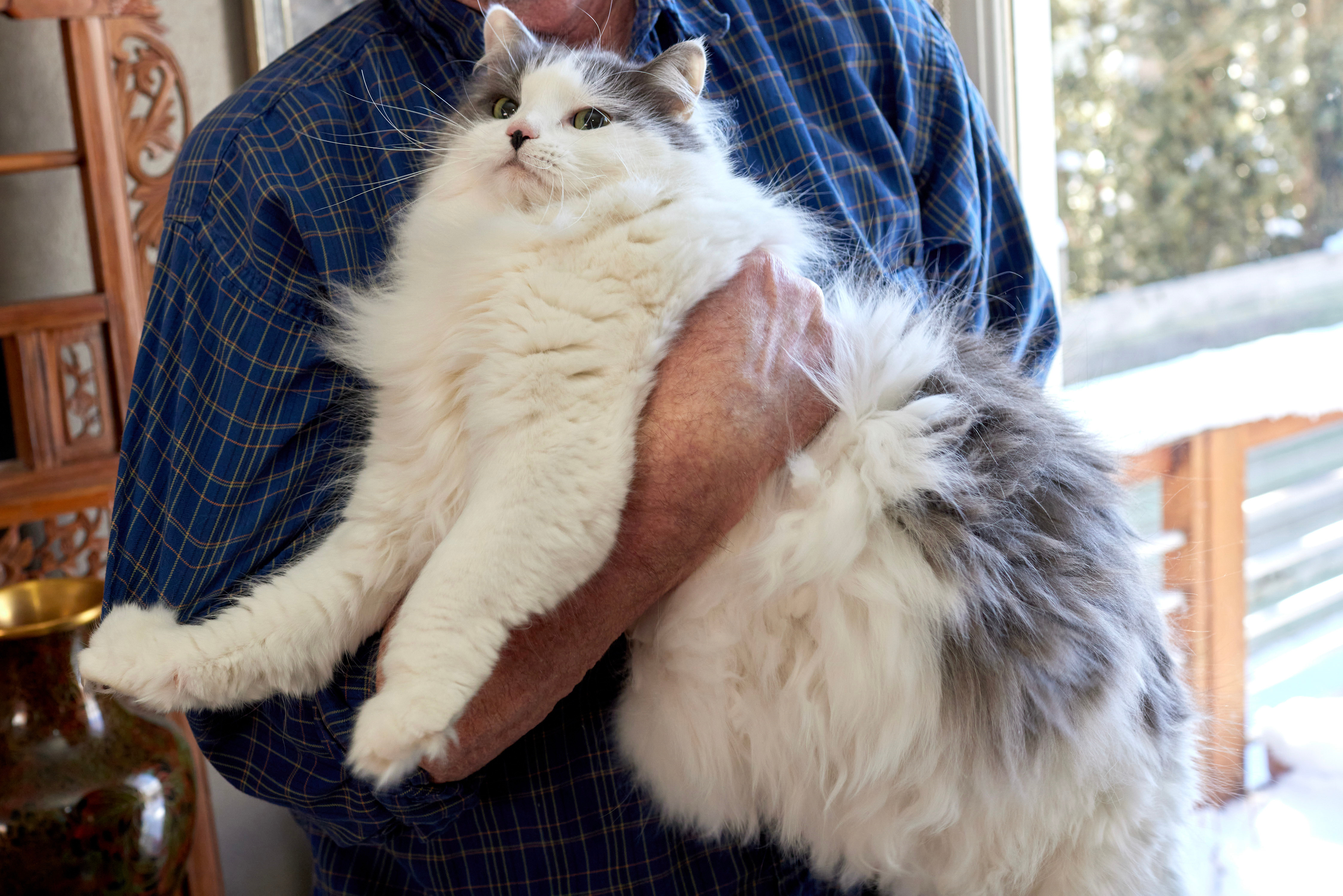 Miyav-1 araştırması başladı: Kediler için de zayıflama ilacı geliyor