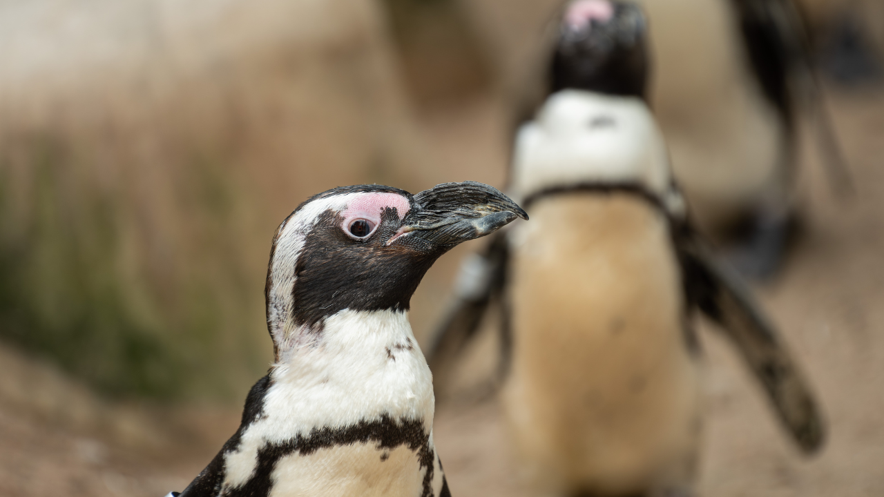 Güney Afrika'da 60 bin penguen aç kaldığı için hayatını kaybetti