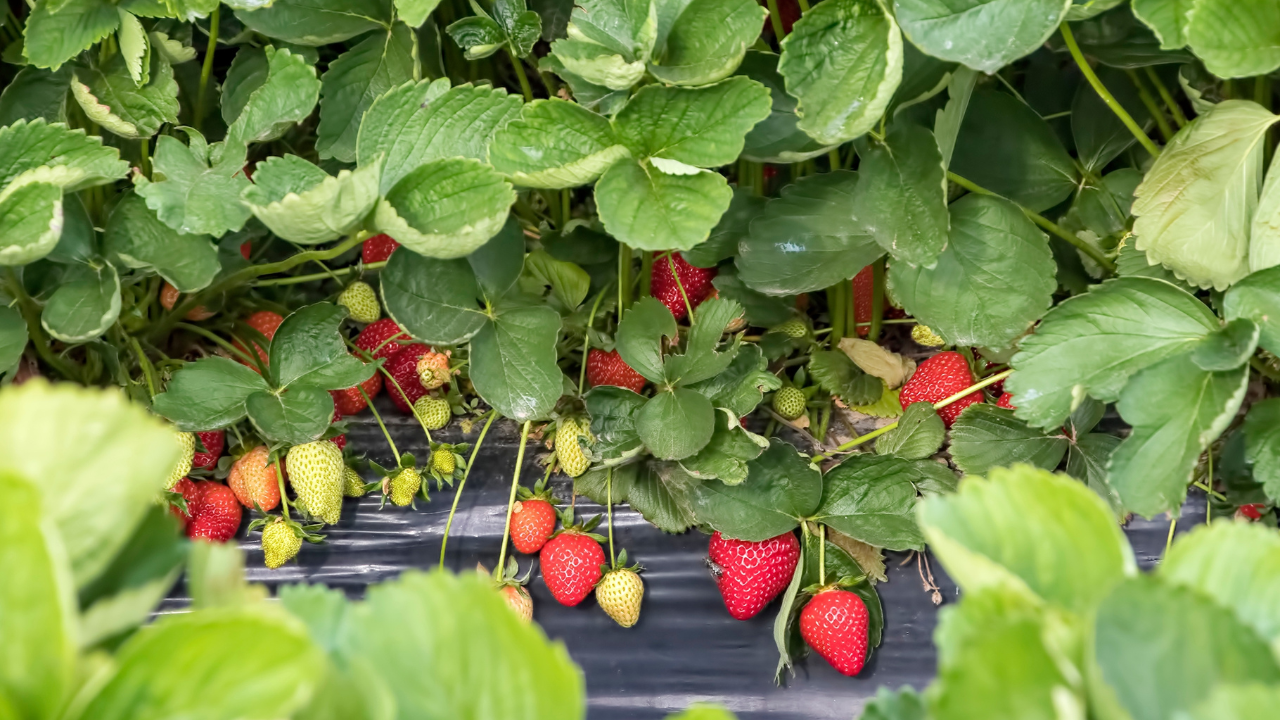 Dondurulmuş meyve ve sebze ihracatında 2026 hedefi: 200 milyon dolar