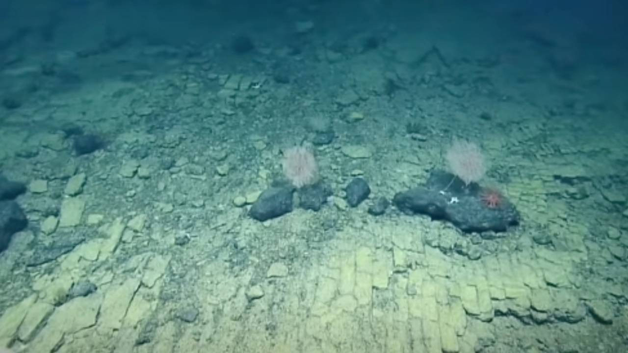 Pasifik Okyanusu’nun dibinde 'sarı tuğlalı yol' bulundu