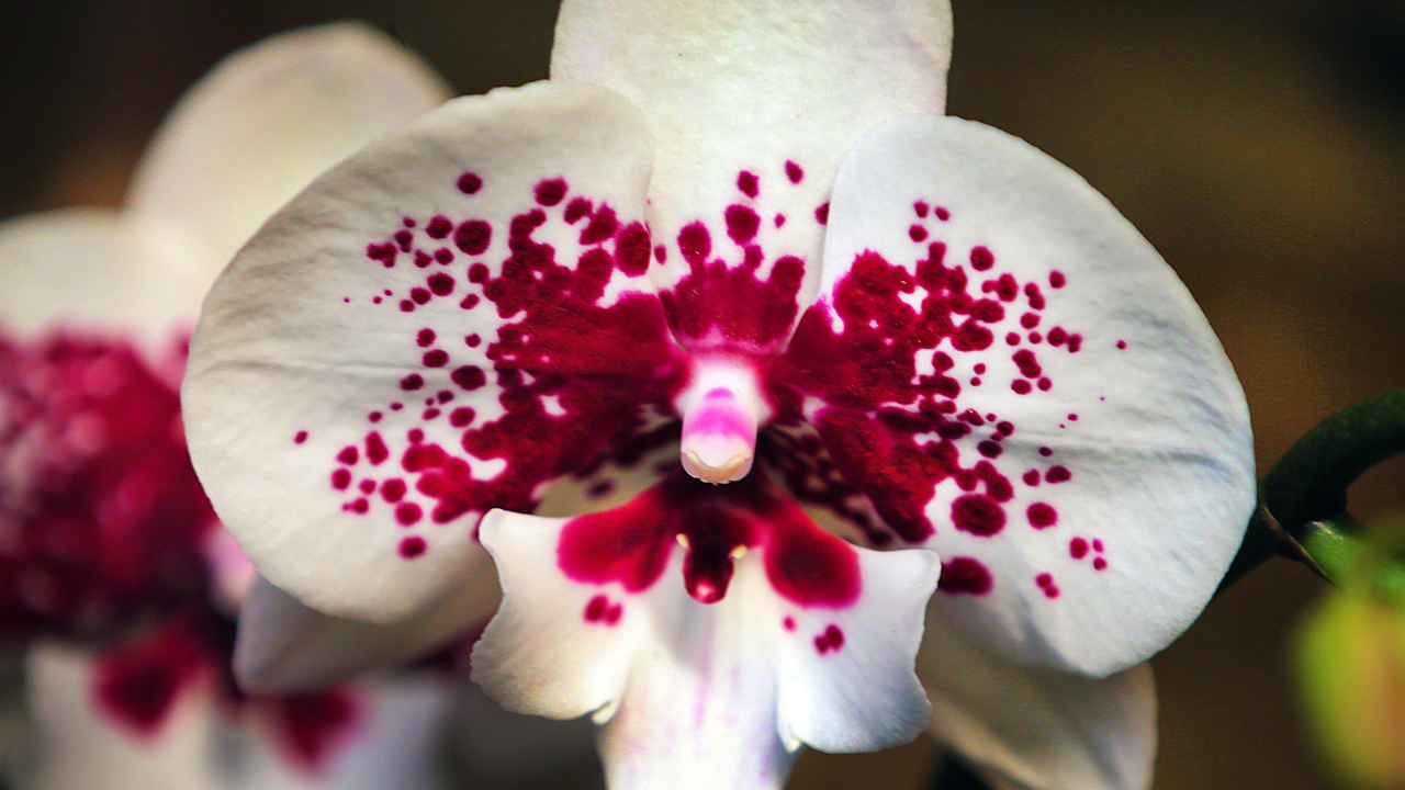 Örümcek avcısı mantardan kanlı orkideye: 2025'te keşfedilen 10 bitki ve mantar