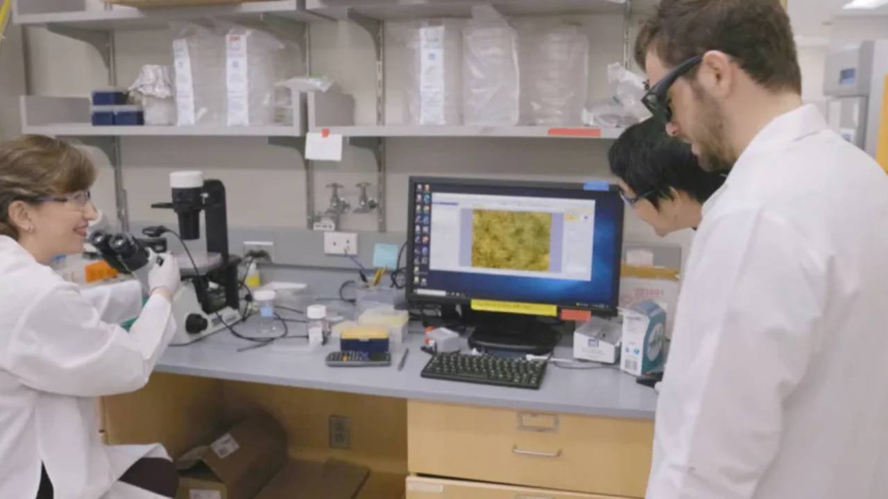 CNN International: Aynı virüs, farkı sonuçlar, bazı insanlar neden soğuk algınlığını daha ağır geçiriyor?