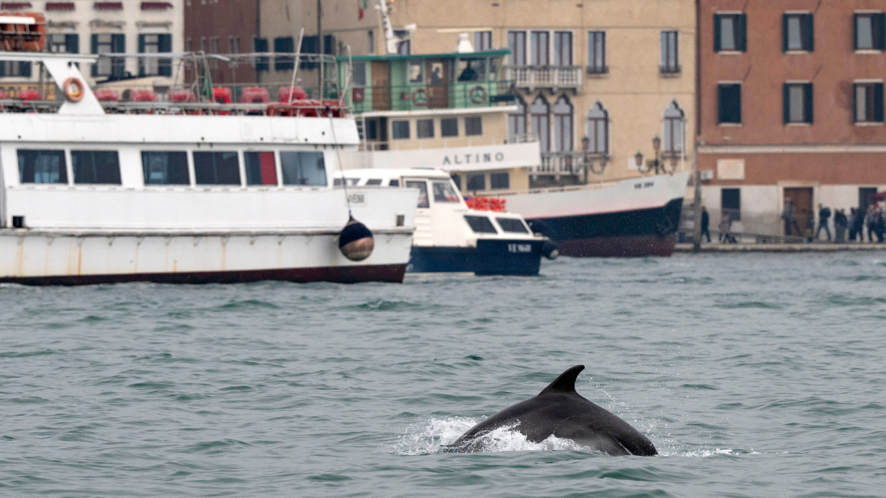 Venedik’te ortaya çıkan ünlü yunus Mimmo, insan faaliyetleri nedeniyle tehlike altında