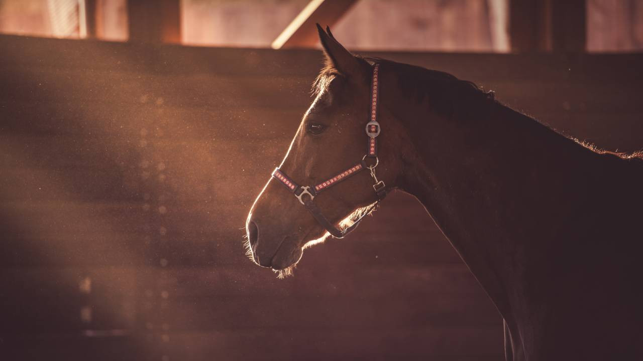 Hipodromdan tencereye: Mersin'de şampiyon atı kavurma yapıp aşevinde dağıtmışlar