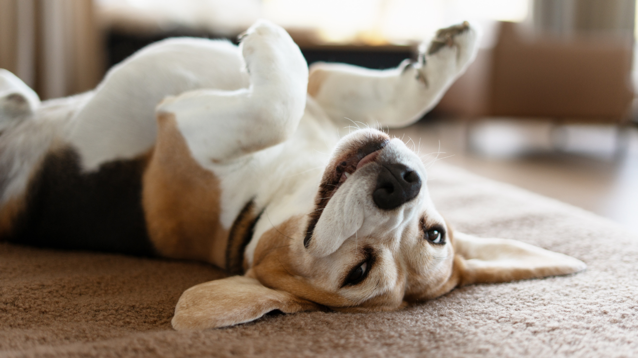 İnsanın en eski dostu sandığımızdan daha eski: Köpeklerle bağ 15 bin yıl öncesine uzanıyor