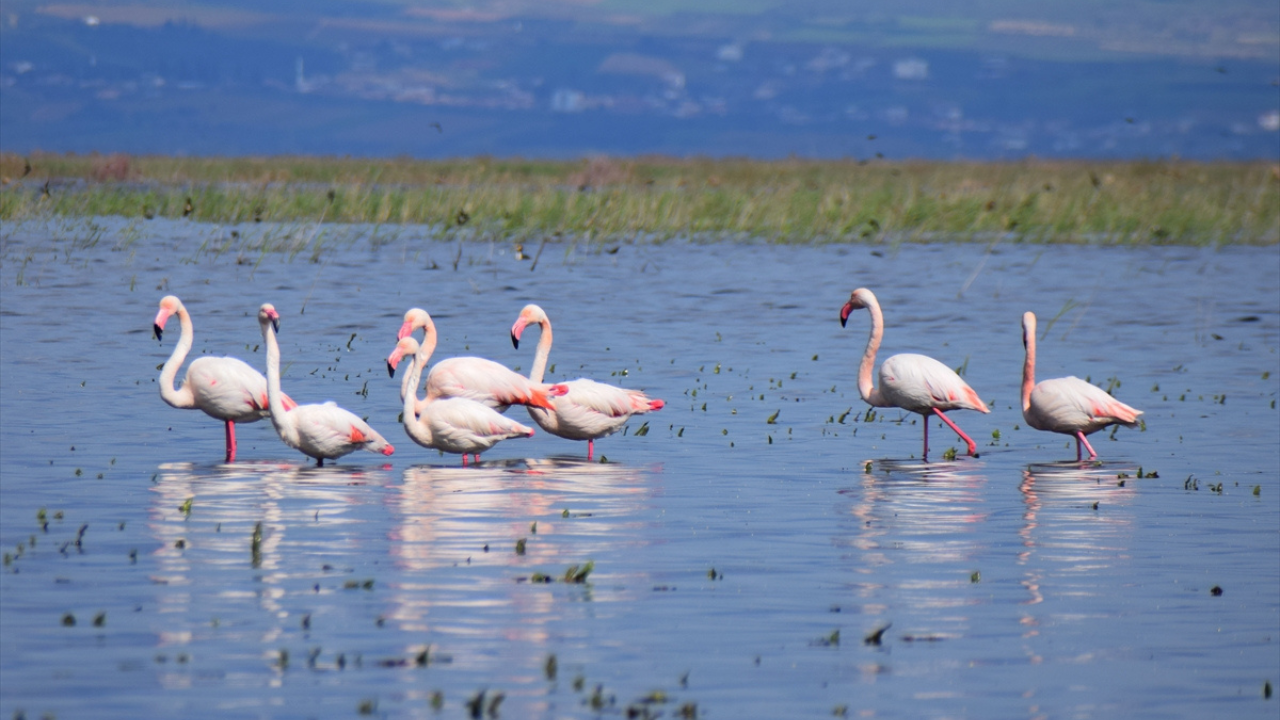 Flamingoların çocuk bakım sırrı: Tuz Gölü'nde 12 bin flamingo yavrusu kreş sistemiyle büyüyor