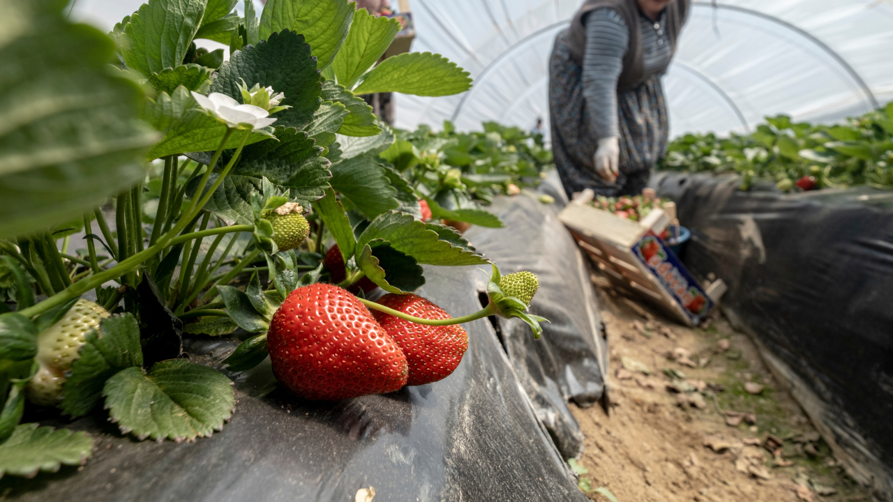 Aşırı yağış hasadı geciktirse de üretici mutlu: 500 milyon lira gelir getiren Emiralem çileğinde verim arttı
