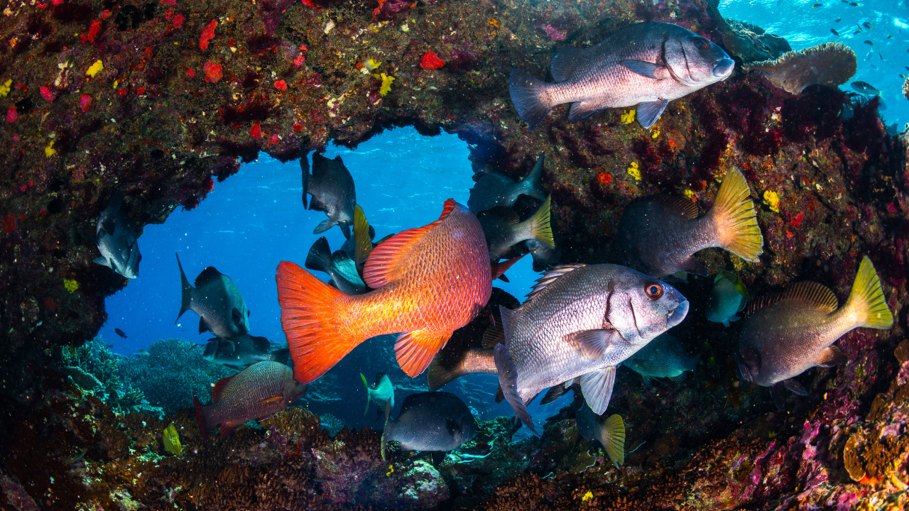Hürmüz Boğazı'nda görünmeyen kriz: Deniz ekosistemine yönelik tehdit büyüyor