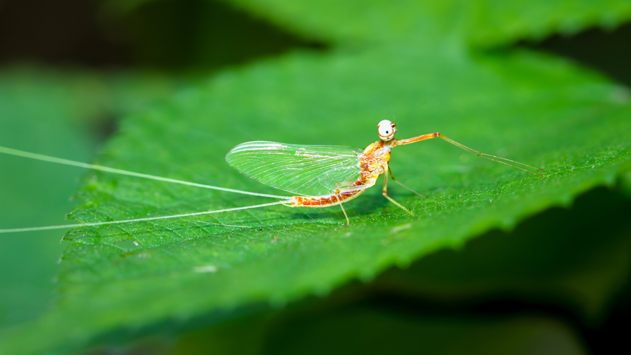 Gılgamış Destanı'nda adı geçiyor: Mayıs sineğinin 300 milyon yıllık dansının sırrı çözüldü