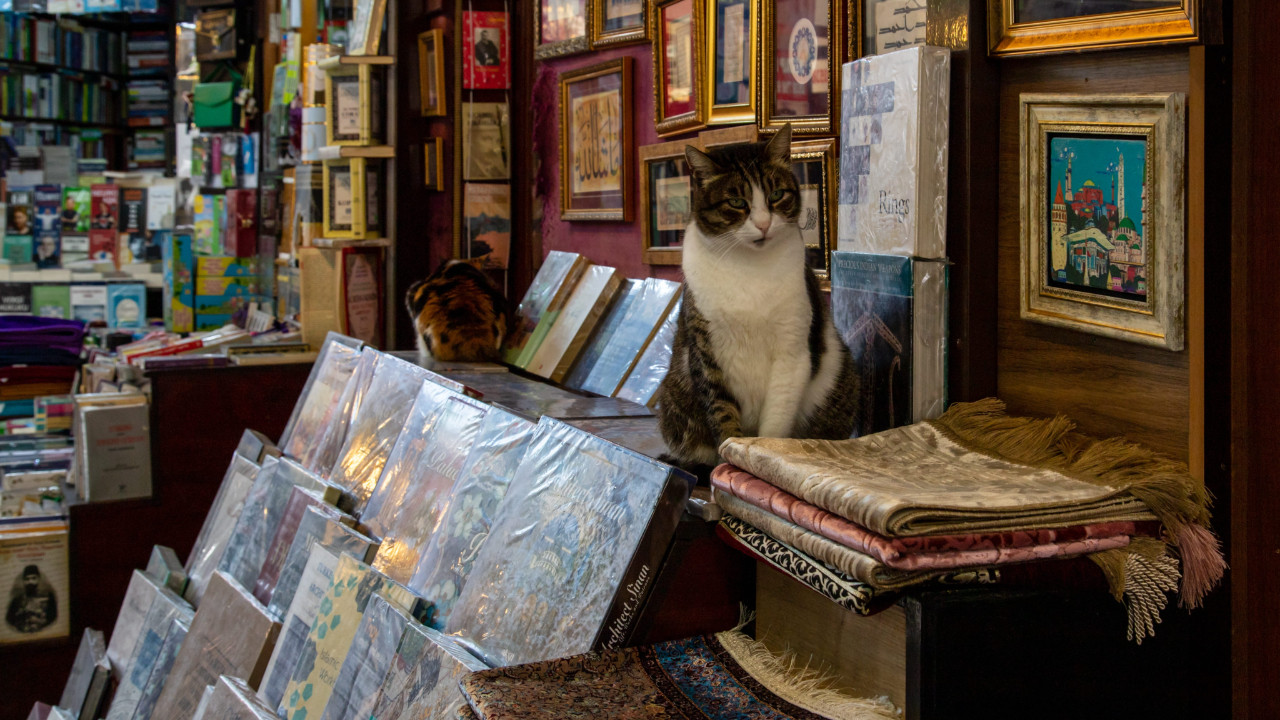 Kediler İstanbul’un turizm elçisi oldu
