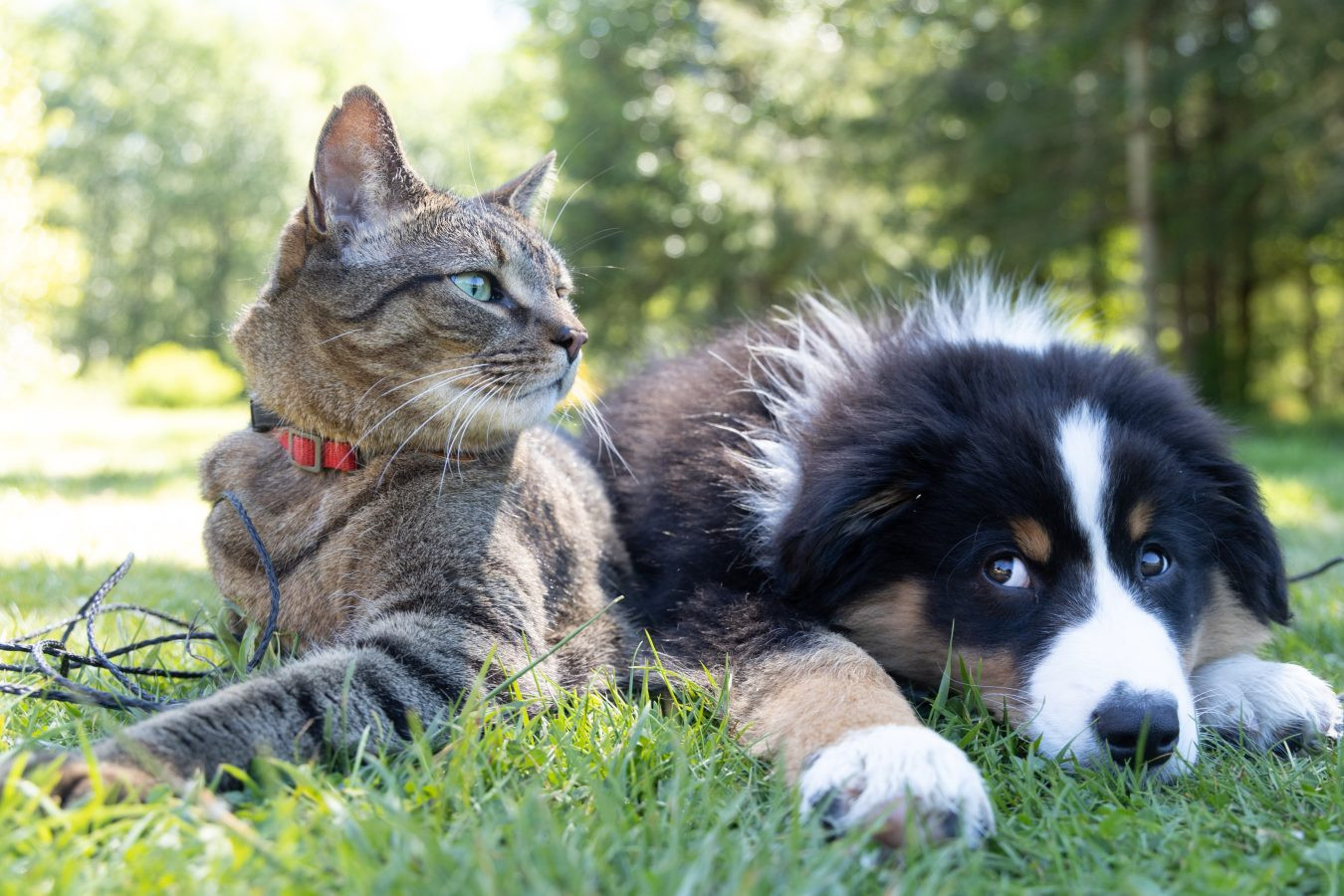 Kedi ve köpeklerde hastalıklar neden arttı?