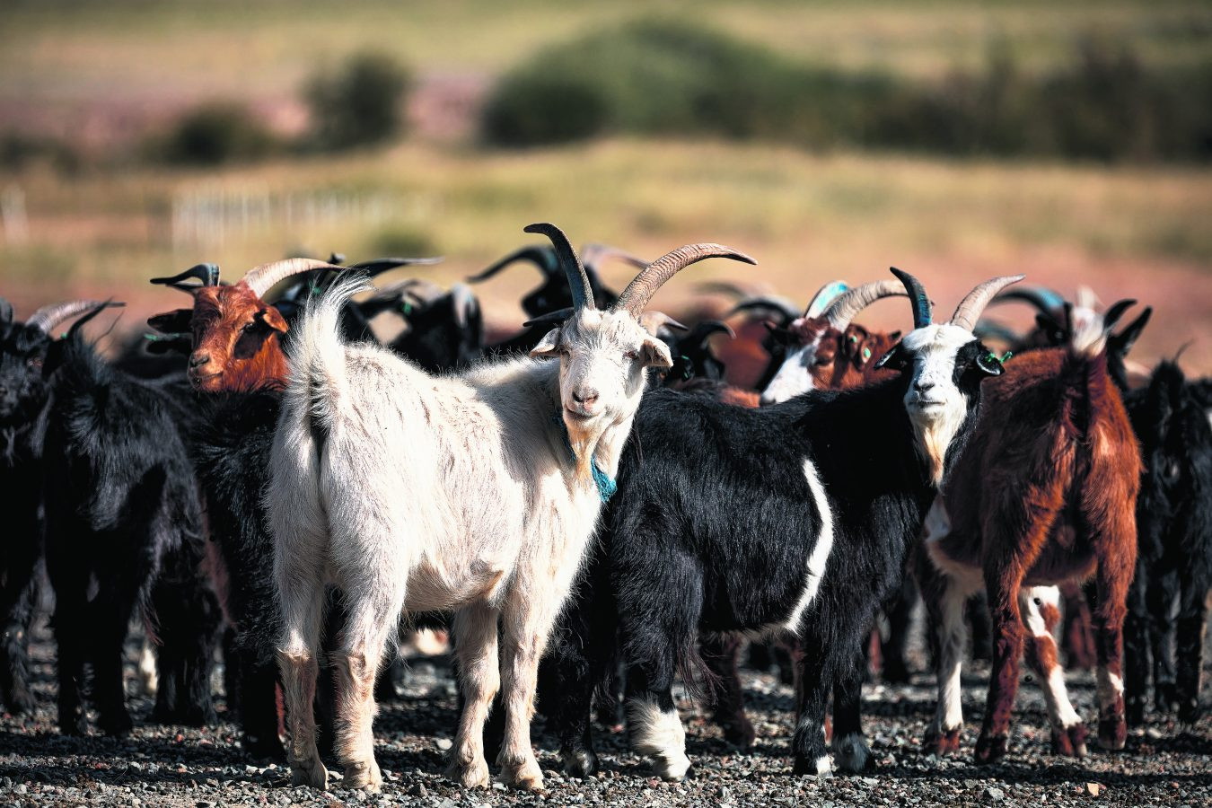Moğolistan'ın kaşmir keçileri isim isim Loro Piana etiketinde